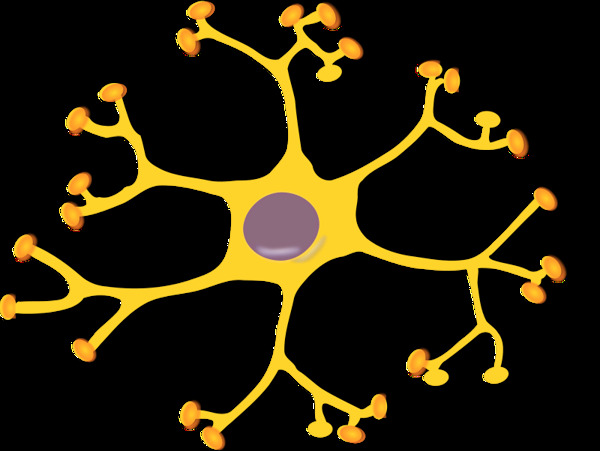 神经元的中间神经元2