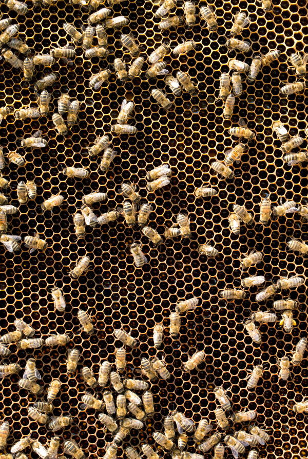 蜂巢上密集的蜜蜂图片