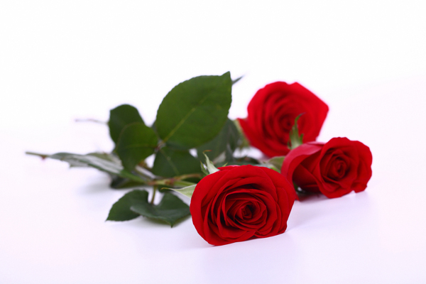 三朵艳丽鲜红的玫瑰花