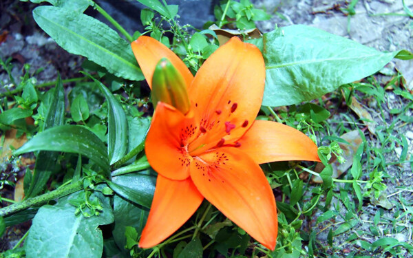 艳丽的橙色百合花