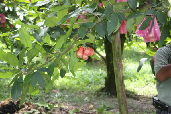 水果树图片