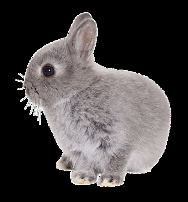灰色小兔子免抠png透明素材