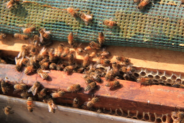 蜜蜂蜂蜜蜜蜂采蜜图片