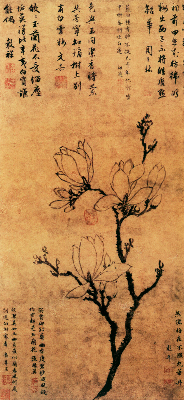 玉兰图花鸟画中国古画0257