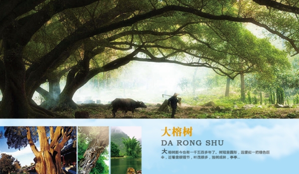 桂林大榕树景点图
