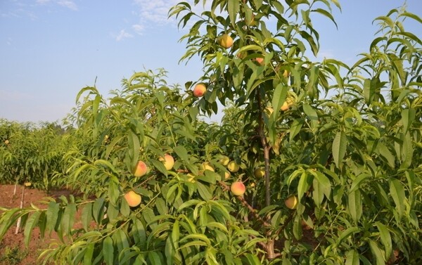 桃子桃树水果果树未成熟