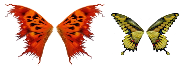 两款精美蝴蝶翅膀分层素材图片
