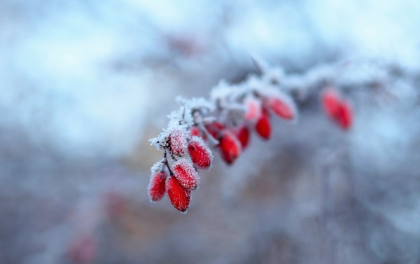 结满冰霜的冬季红果
