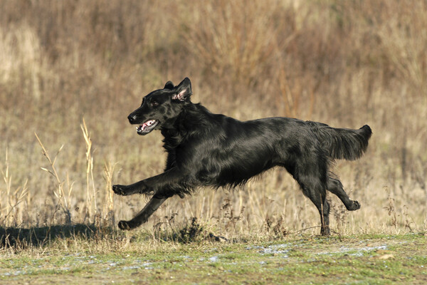 正在奔跑的黑狗图片