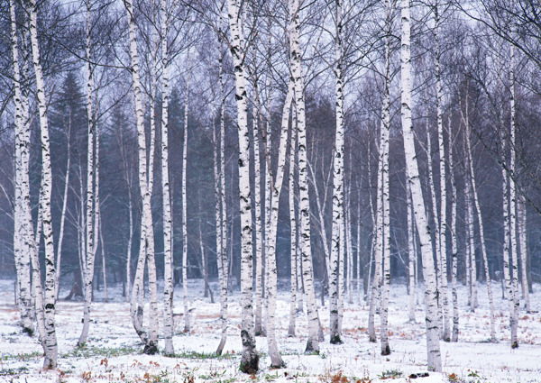 冬季的树木