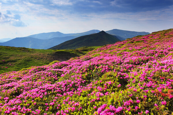 漫山花海