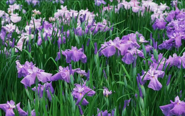紫色小花风景图