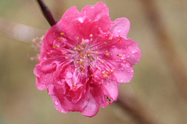 雨中的桃花图片