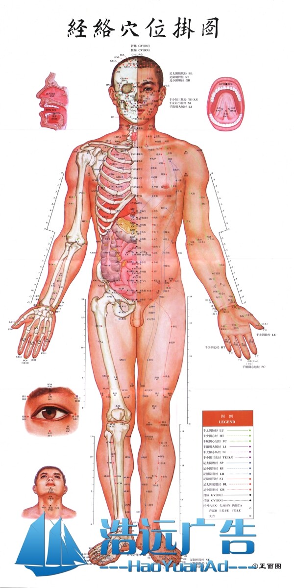 针灸穴位图正面图片