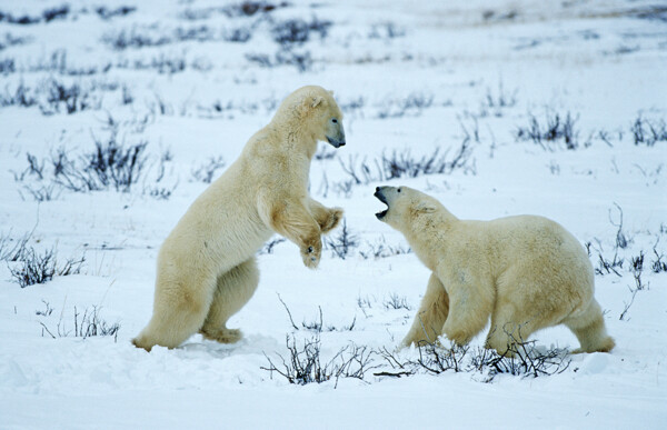 雪地上两只玩耍的北极熊