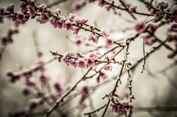 美丽的冬季腊梅花图片