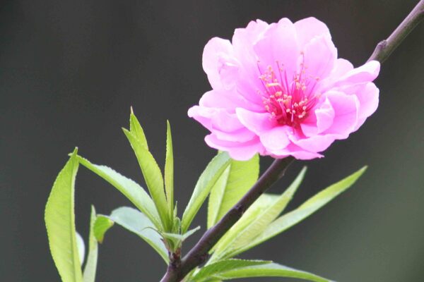 摄影图自然春之艳桃花