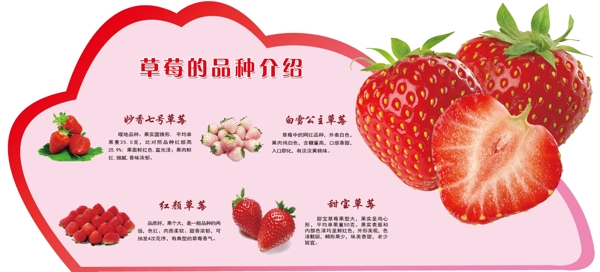 草莓的品种介绍图片