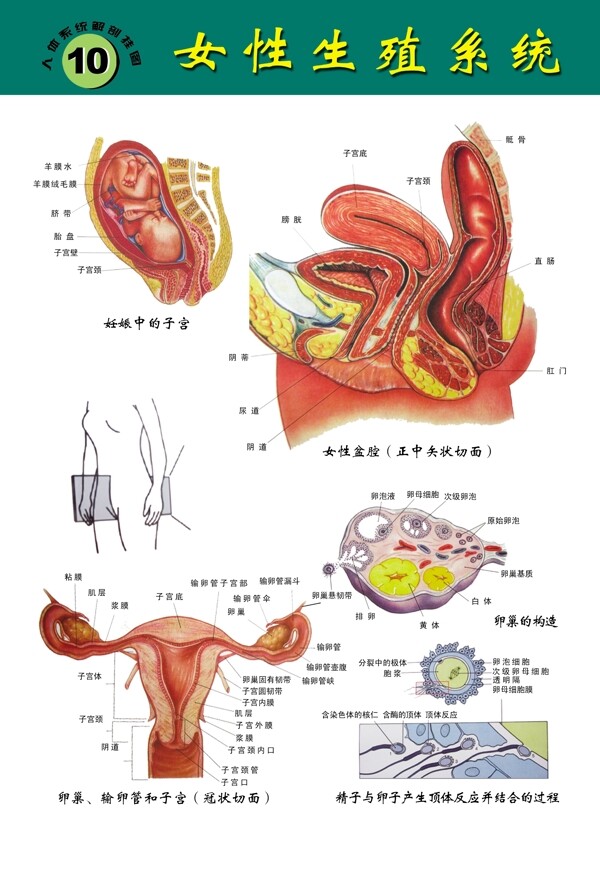 医院发性生殖系统挂图图片