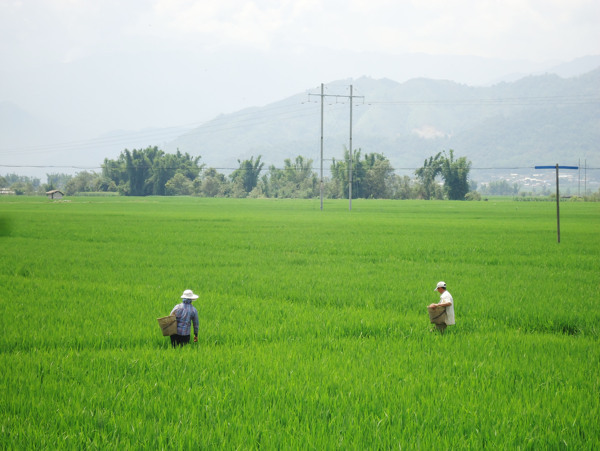 田野水稻风景图