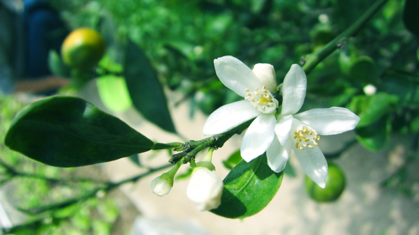 橘子花图片