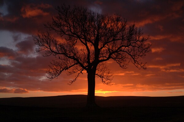 日落树剪影图片