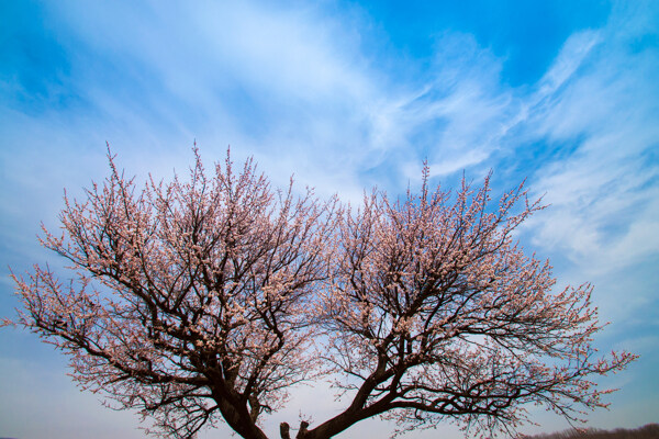 盛开桃花树图片