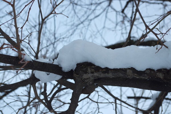 白雪压枝