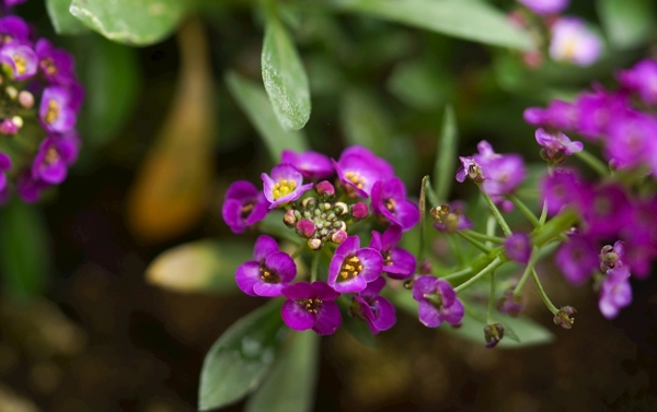 紫色进口香雪球盆栽植物