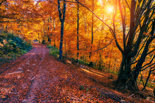 秋天道路落叶风景图片