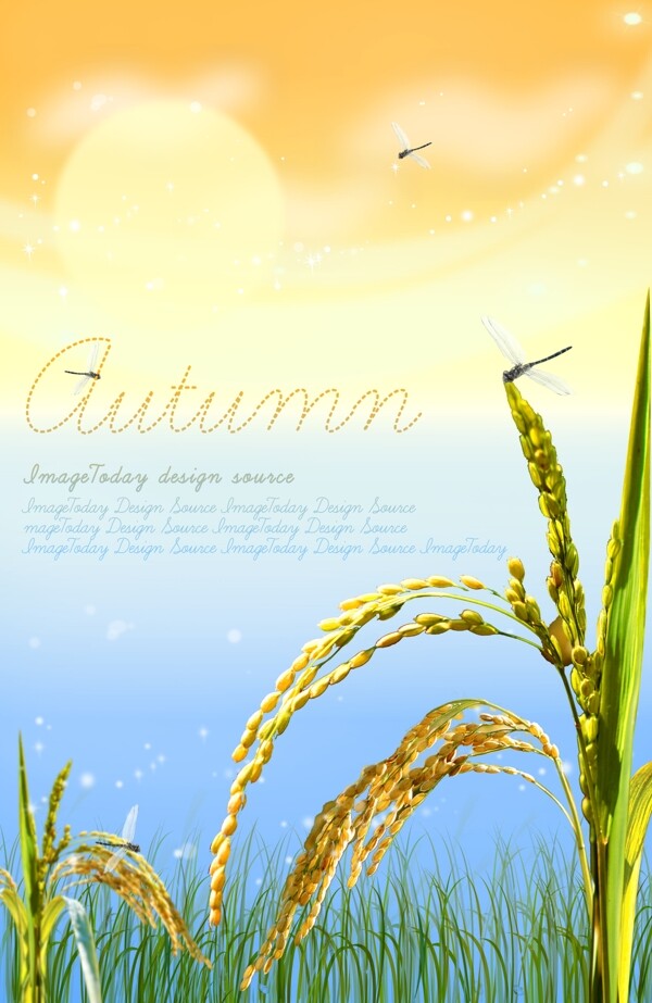 秋天背景稻穗图片