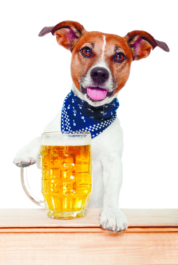 小狗和啤酒杯