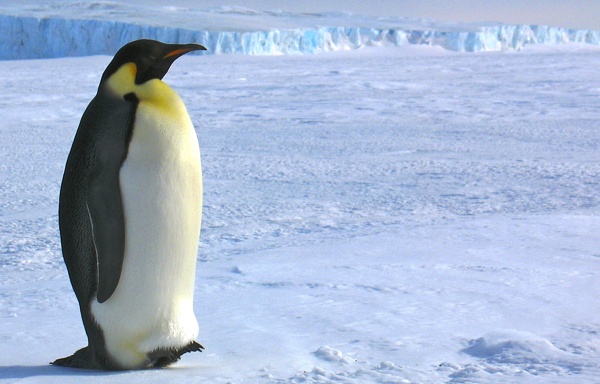 雪地上的企鹅摄影图片
