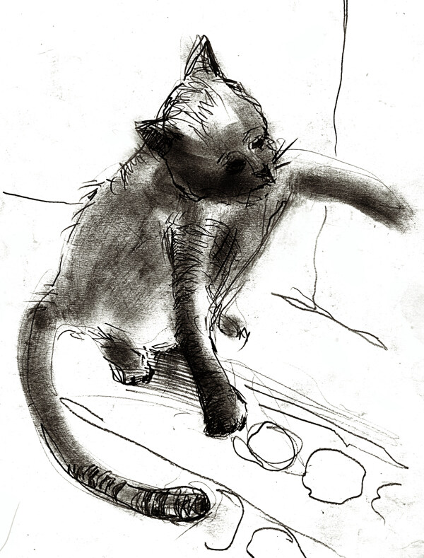 素描小猫图片