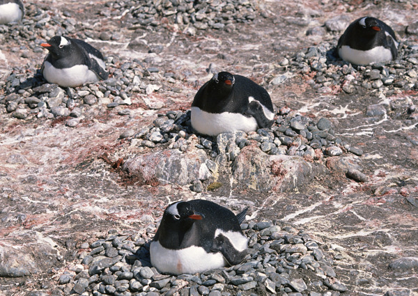 产卵的企鹅图片