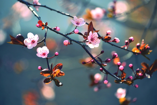 下雨过后的桃花花枝图片