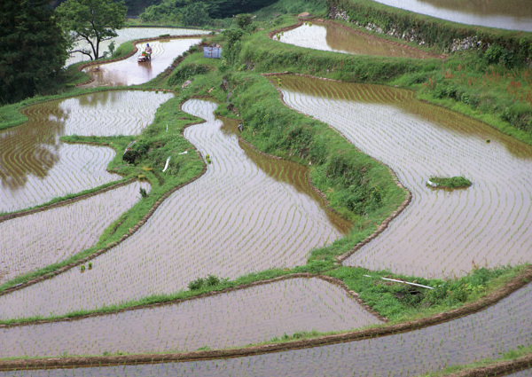 梯田灌溉图片