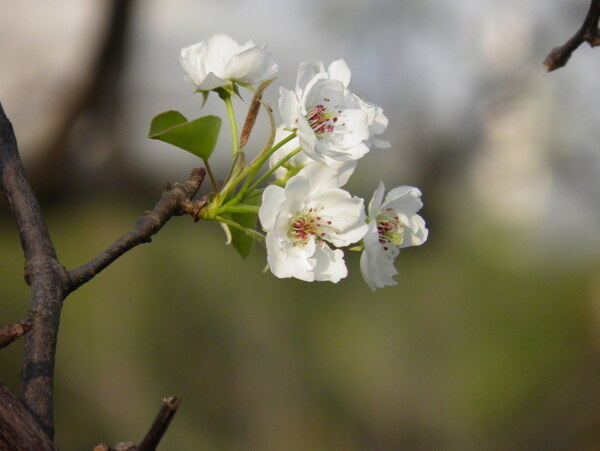 春天梨花花朵高清