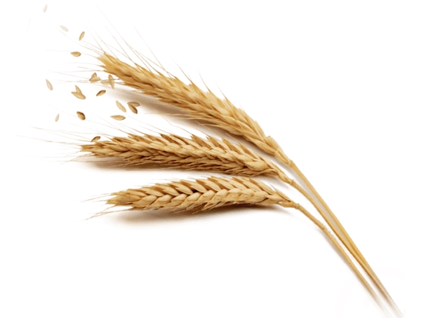 一束成熟收获的粮食小麦