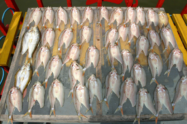 牡丹江红尾鱼图片