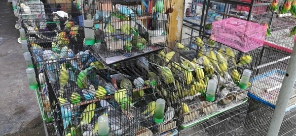 鹦鹉鸟类养殖场