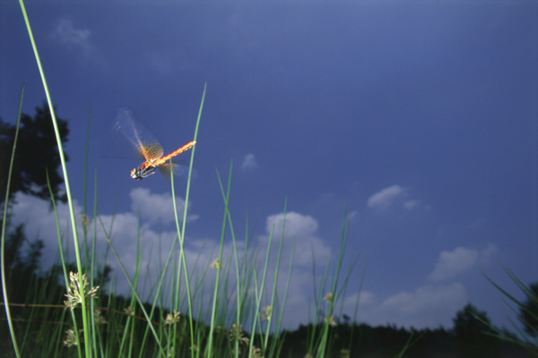 野外飞翔的红蜻蜓