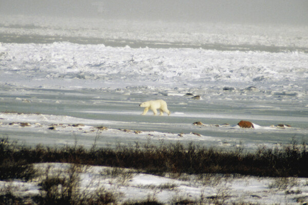 冰雪上的北极熊高清图片