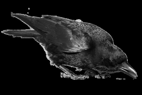 地上啄食的乌鸦免抠png透明素材