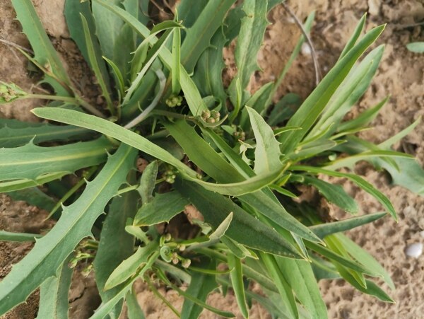 苦荬菜野菜