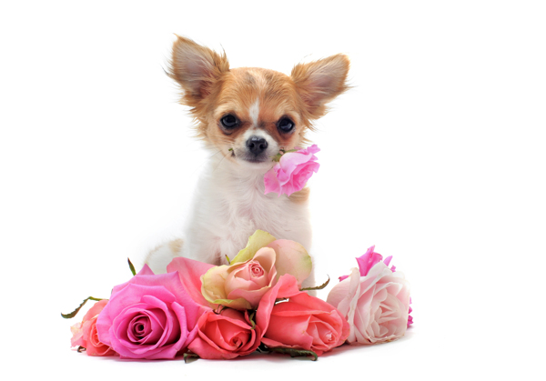 可爱小狗与玫瑰
