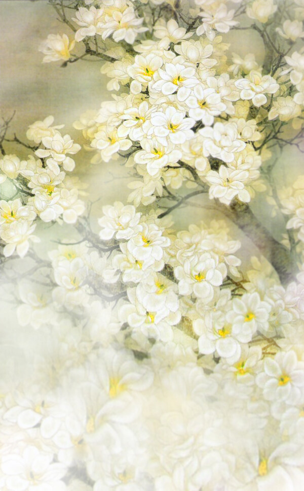 高清腊梅花背景图片