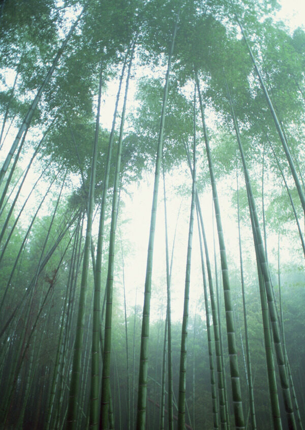 迷雾竹林图片