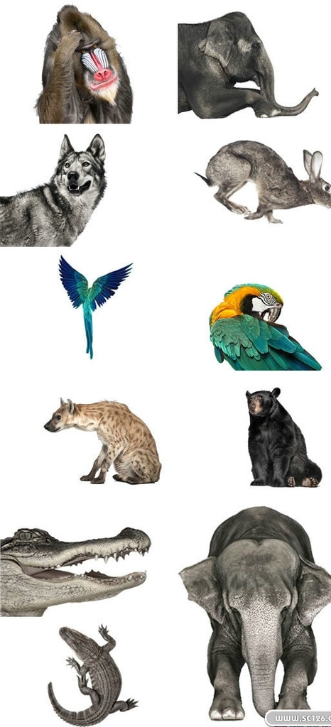 十一款动物