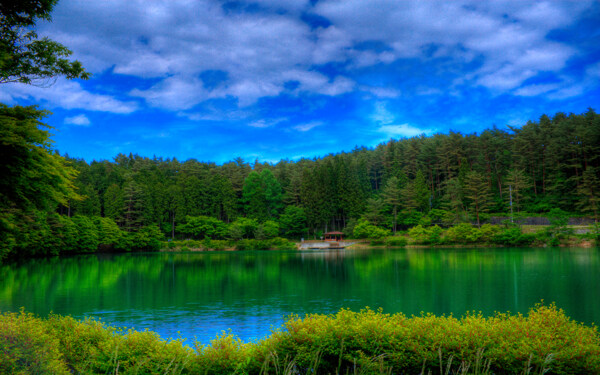 湖泊与树林风景图片